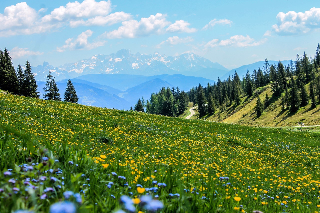 Wide alpine meadow full of yellow wildflowers with a backdrop of pine trees and snow-capped mountains under a blue sky with fluffy clouds. A winding path traces through the hills on the right.
