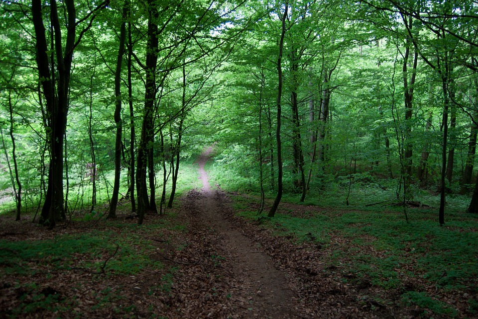 Forest Path My Path Blog | Spiritual Learning | Meditation | Church of Divine Man